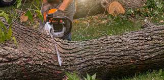  Cattaraugus, NY Tree Removal Pros