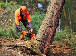 Best Tree Mulching  in Cattaraugus, NY