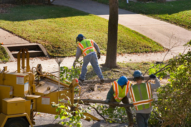 Best Fruit Tree Pruning  in Cattaraugus, NY