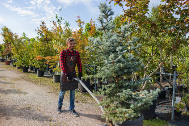 Best Seasonal Cleanup (Spring/Fall)  in Cattaraugus, NY