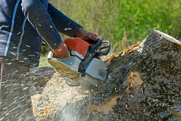 Best Utility Line Clearance  in Cattaraugus, NY
