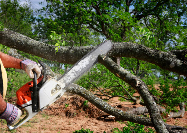 Best Tree Maintenance Programs  in Cattaraugus, NY